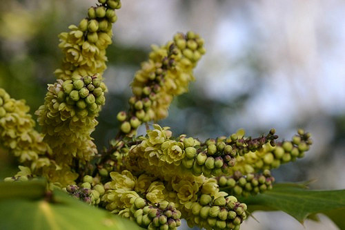Mahonia bealei