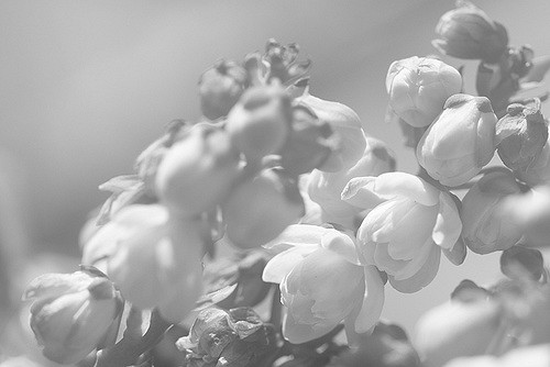 Mahonia bealei