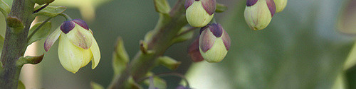 Mahonia bealei