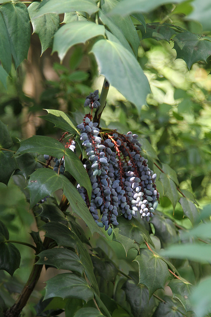 Mahonia bealei