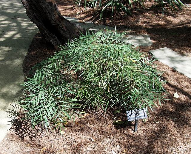 Mahonia eurybracteata