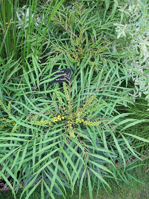 Mahonia eurybracteata