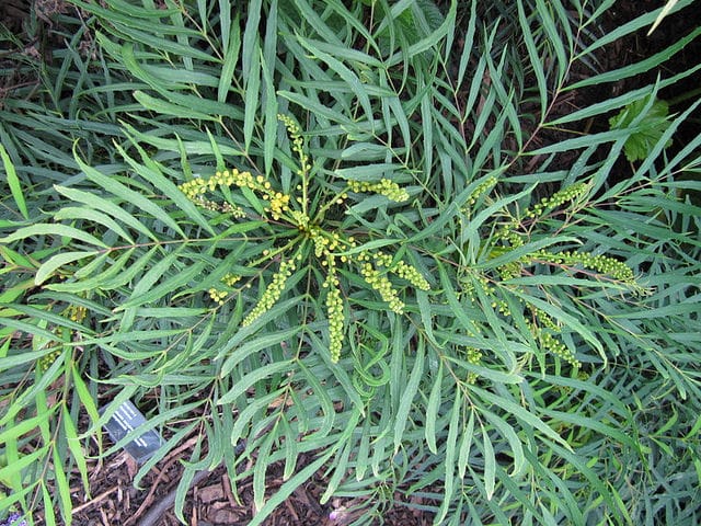 Mahonia eurybracteata