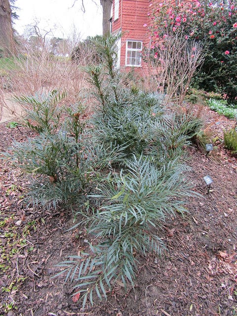 Mahonia eurybracteata