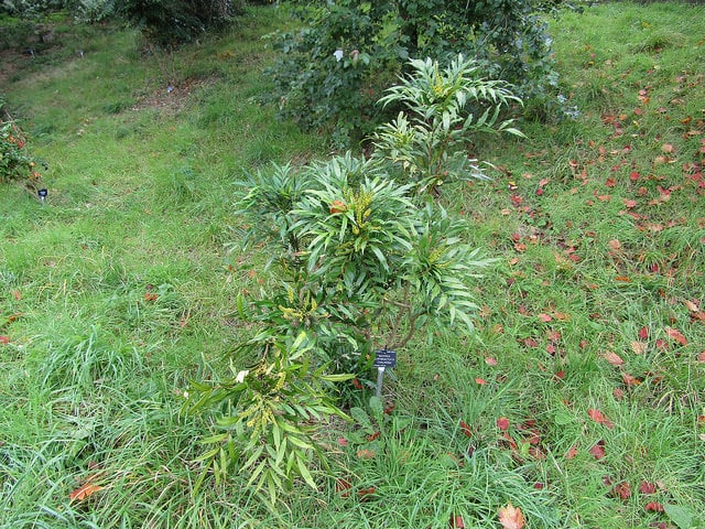 Mahonia eurybracteata