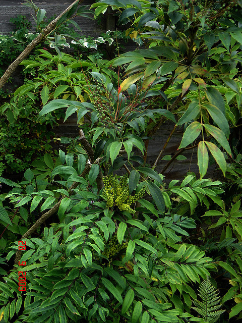 Mahonia fortunei