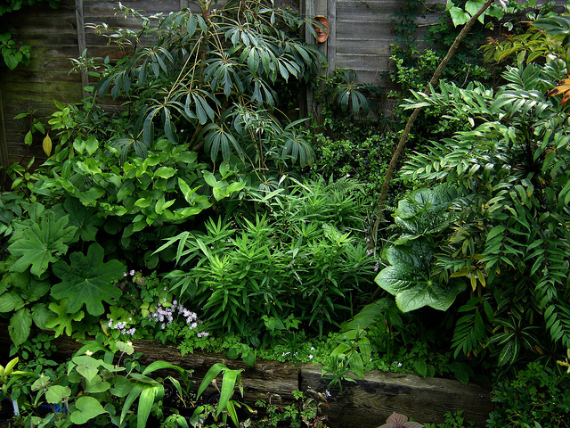 Mahonia fortunei