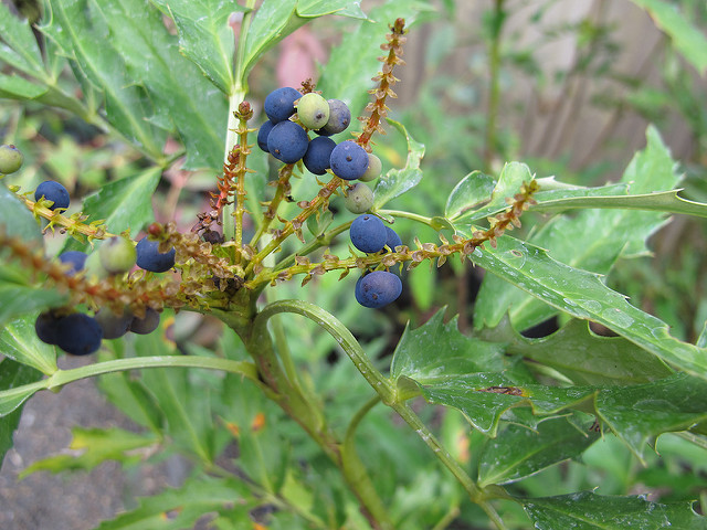 Mahonia fortunei