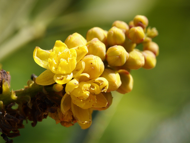 Mahonia fortunei