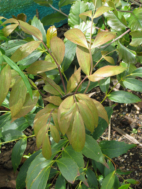 Mahonia gracilipes