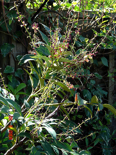 Mahonia gracilipes