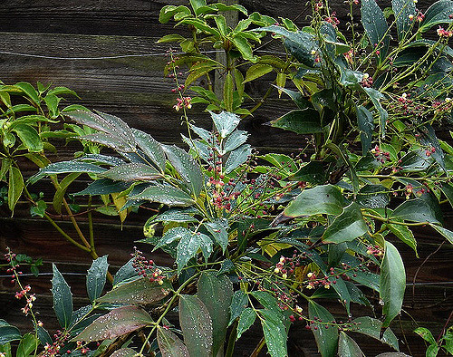 Mahonia gracilipes