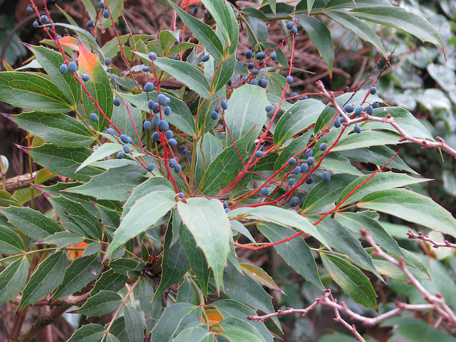 Mahonia gracilipes (Mahonia gracilipes)