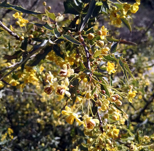 Mahonia haematocarpa