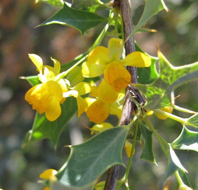 Mahonia haematocarpa