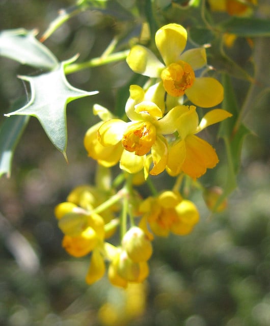 Mahonia haematocarpa
