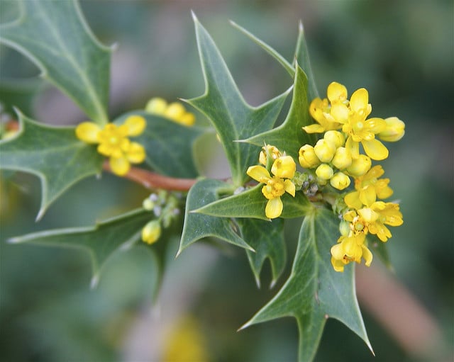 Mahonia haematocarpa