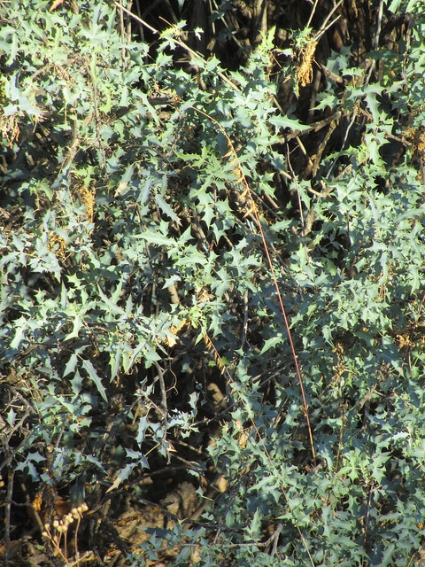 Mahonia haematocarpa