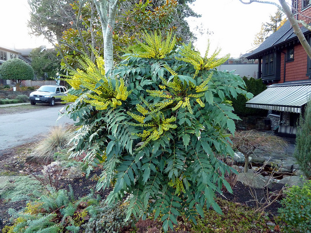 Mahonia du japon