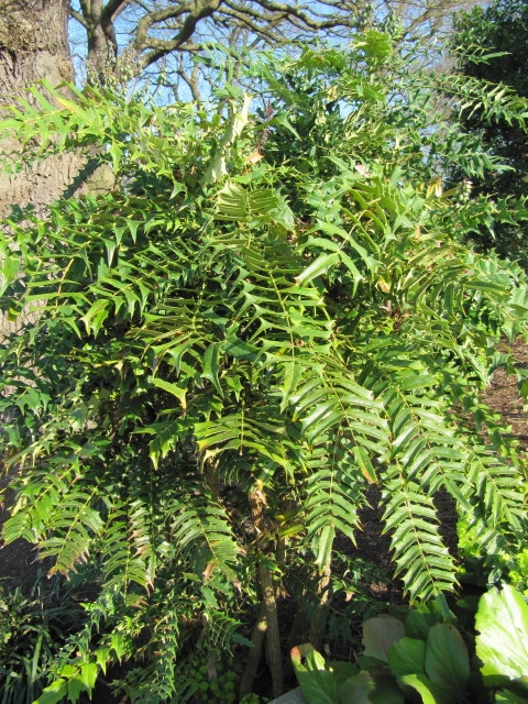 Mahonia à feuilles de lomaria
