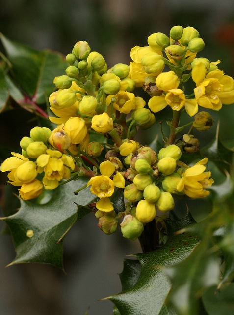 Mahonia pinnata (Mahonia pinnata)