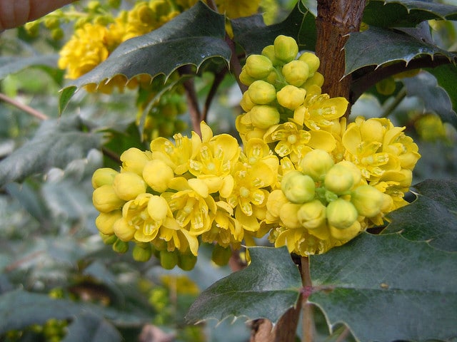 Mahonia pinnata
