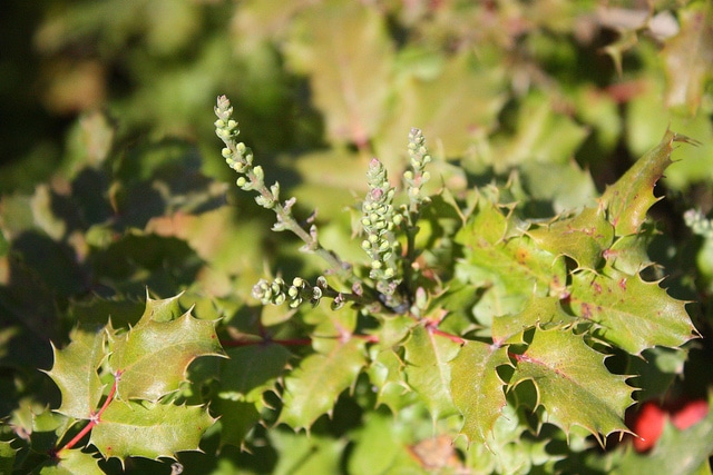 Mahonia pinnata