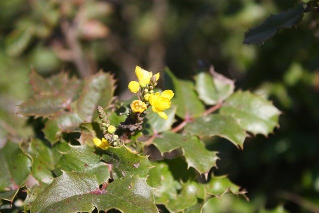 Mahonia pinnata