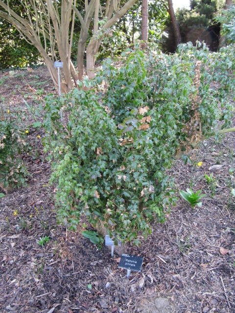 Mahonia pinnata