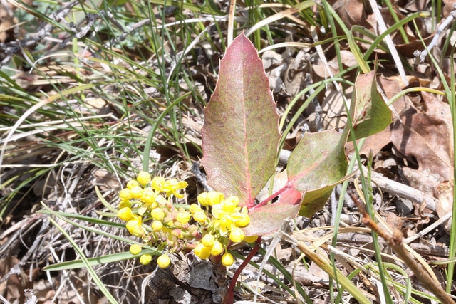 Berberis repens