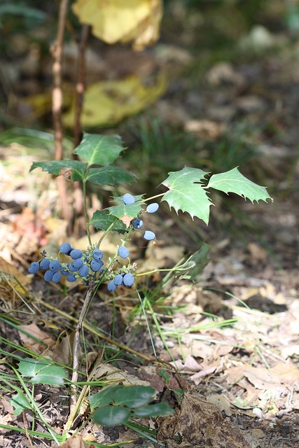 Berberis repens
