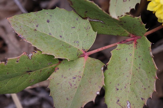 Berberis repens