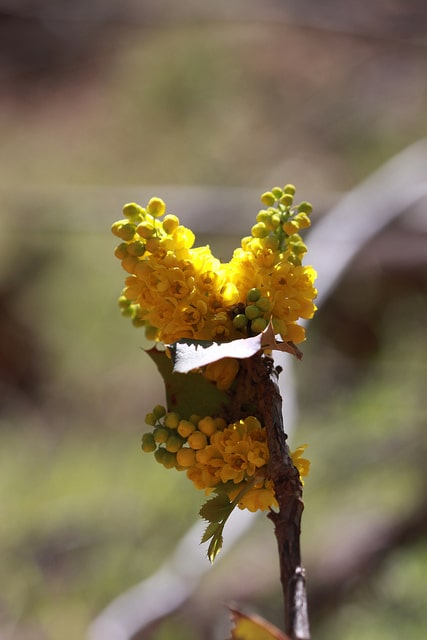 Berberis repens