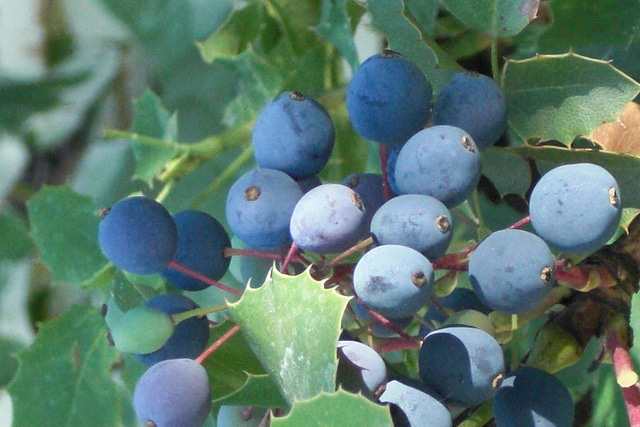 Berberis repens (Mahonia repens)