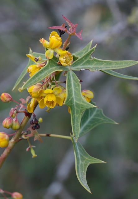 Mahonia trifoliolata