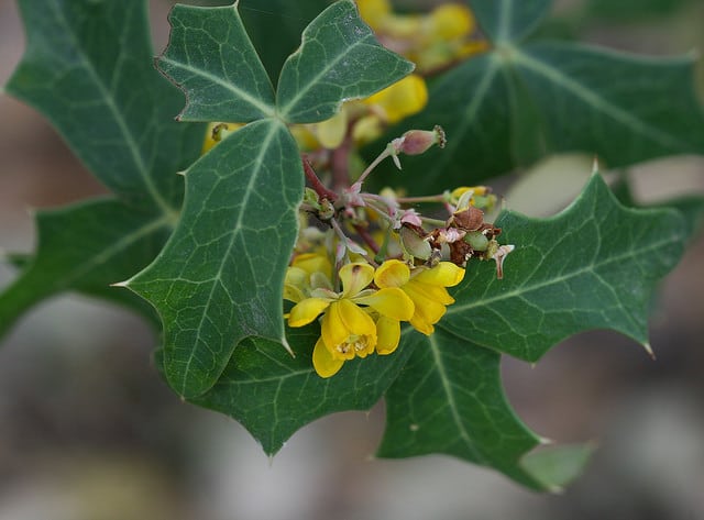 Mahonia trifoliolata