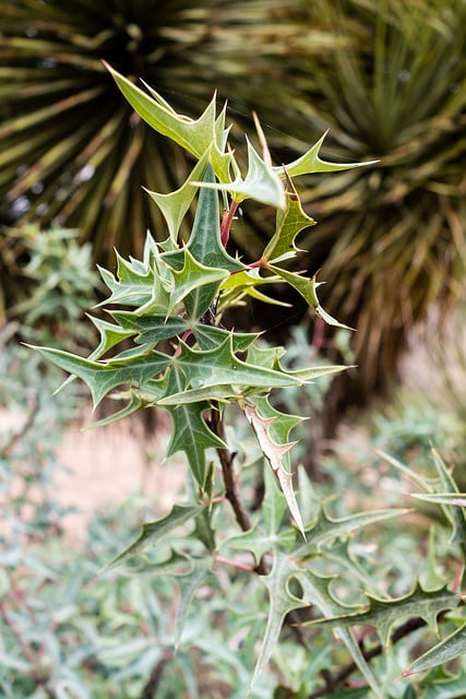 Mahonia trifoliolata