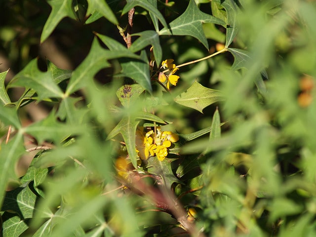 Mahonia trifoliolata