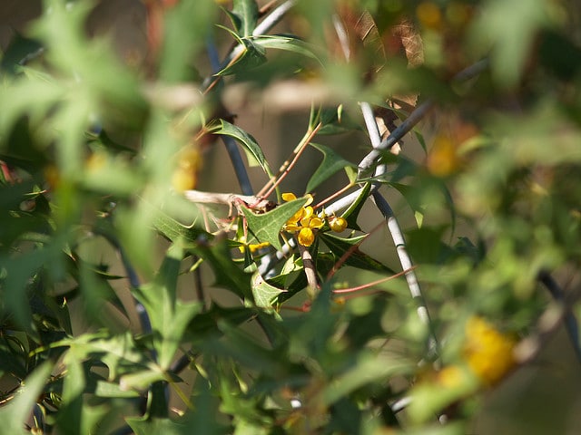 Mahonia trifoliolata