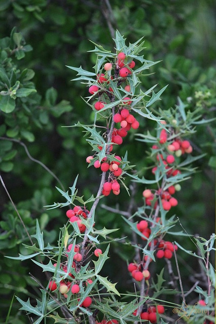 Mahonia trifoliolata