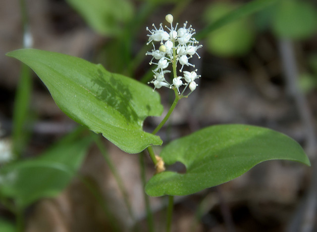 Maïanthème à deux feuilles (Maianthemum bifolium)
