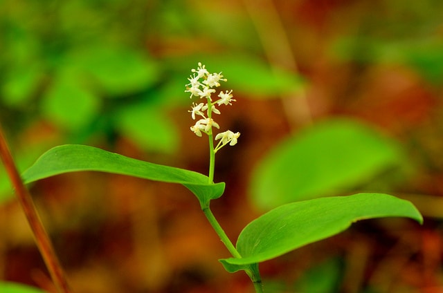 Maïanthème du canada (Maianthemum canadense)