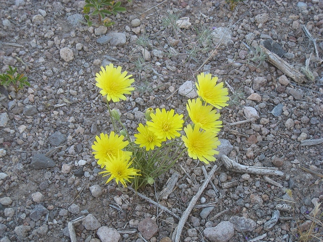 Malacothrix glabrata