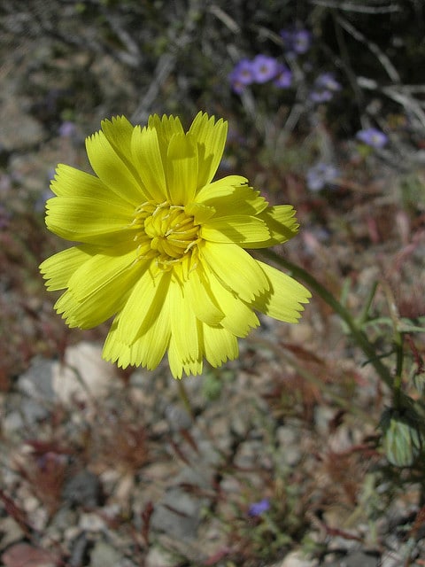 Malacothrix glabrata