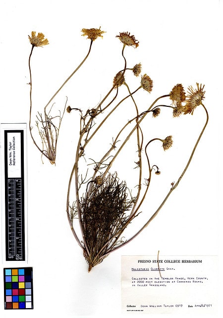 Malacothrix glabrata