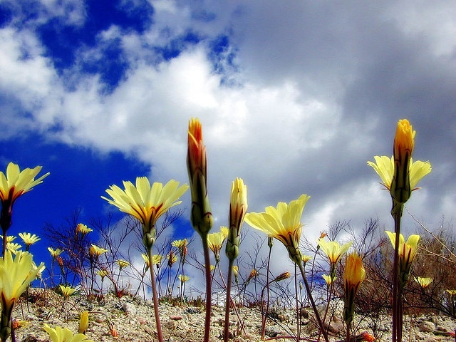 Malacothrix glabrata