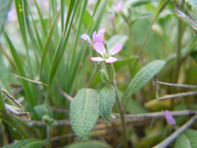 Malcolmia africana