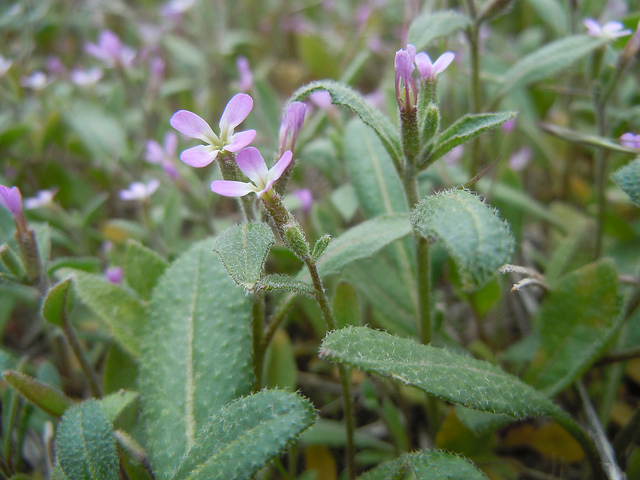 Malcolmia africana