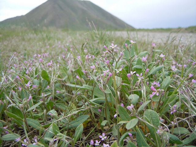 Malcolmia africana