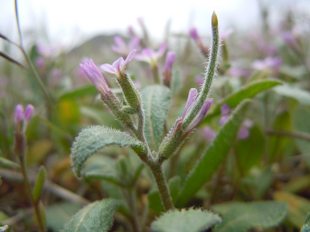 Malcolmia africana